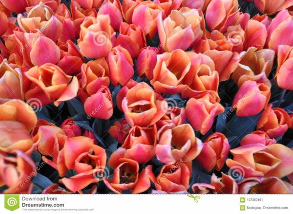 tulip, orange, istanbul,